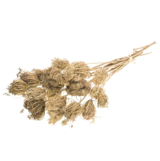 Ammi majus (2.2lbs - 4.4lbs) - Image 8