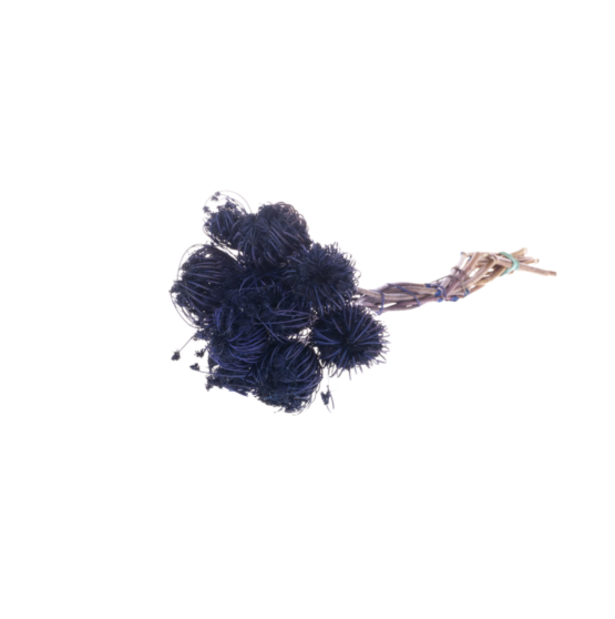 Ammi majus (2.2lbs - 4.4lbs) - Image 7