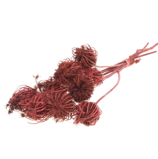 Ammi majus (2.2lbs - 4.4lbs) - Image 3