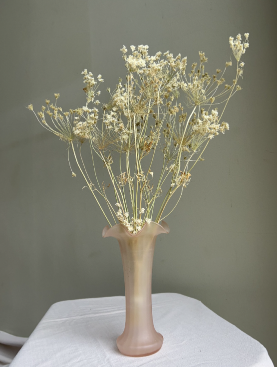Ammi majus (2.2lbs - 4.4lbs)