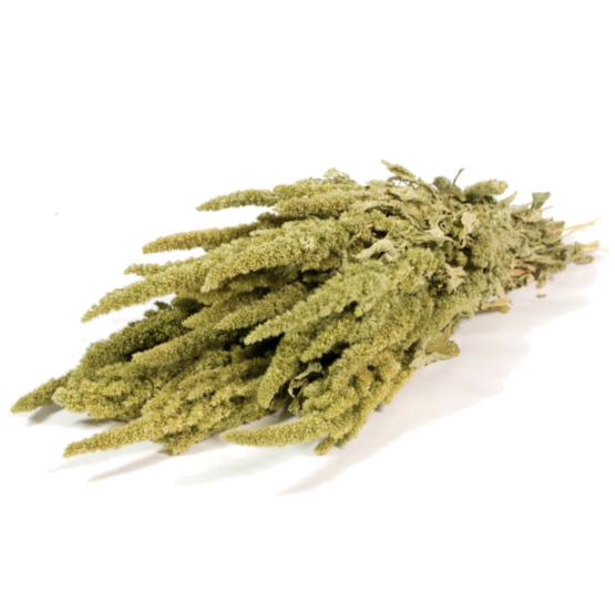 Amaranthus (2.2lbs - 11lbs) - Image 2