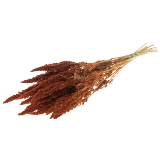 Amaranthus (2.2lbs - 11lbs) - Image 4