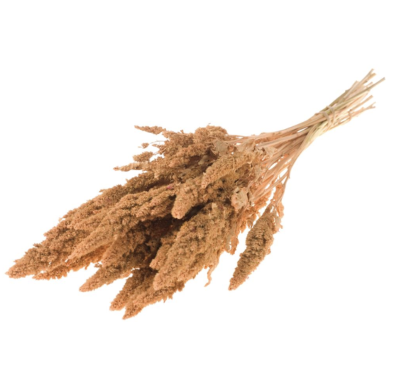 Amaranthus (2.2lbs - 11lbs) - Image 5