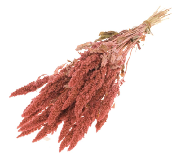 Amaranthus (2.2lbs - 11lbs) - Image 6