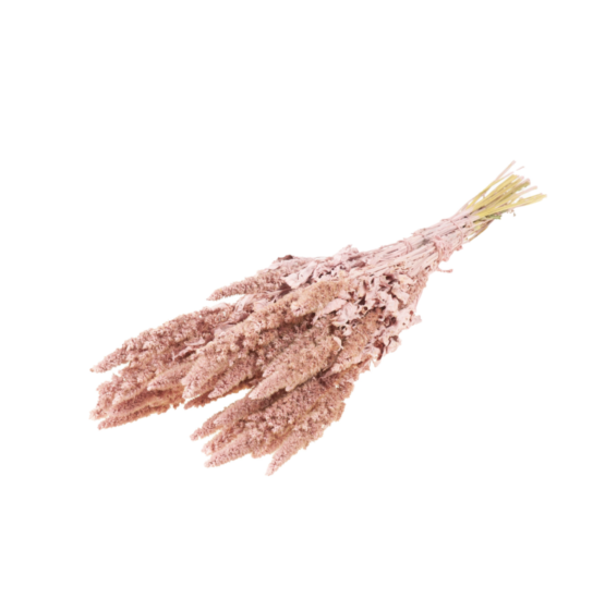 Amaranthus (2.2lbs - 11lbs) - Image 7