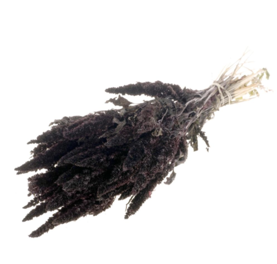 Amaranthus (2.2lbs - 11lbs) - Image 9