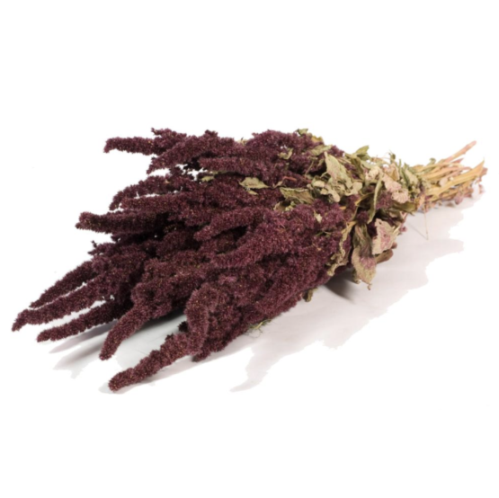 Amaranthus (2.2lbs - 11lbs) - Image 10